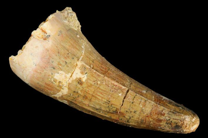 Cretaceous Fossil Crocodile Tooth - Morocco #185419